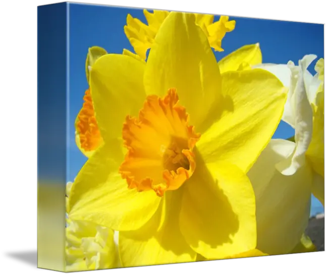 Orange Yellow Daffodil Flower Art Prints Spring By Baslee Troutman Fine Wild Daffodil Png Daffodil Png