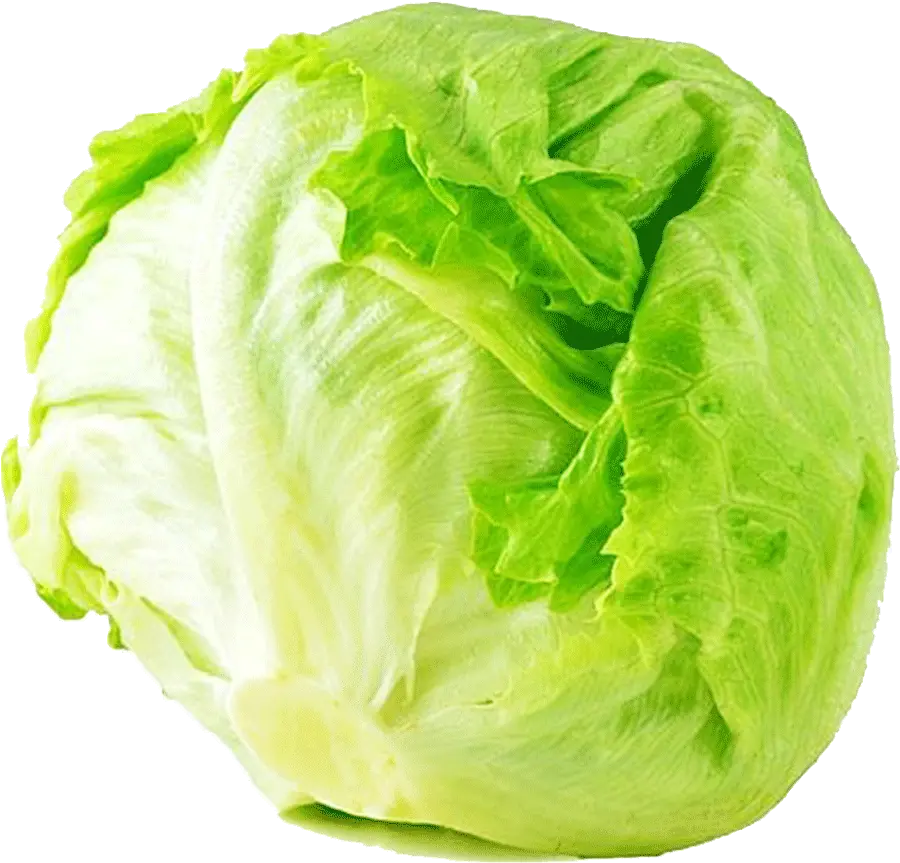 Alfatah Iceberg Kg Ice Berg Lettuce Transparent Cartoon Transparent Iceberg Lettuce Png Lettuce Transparent