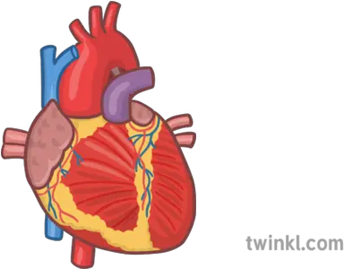 Human Heart Organ 1 Illustration Illustration Png Heart Organ Png
