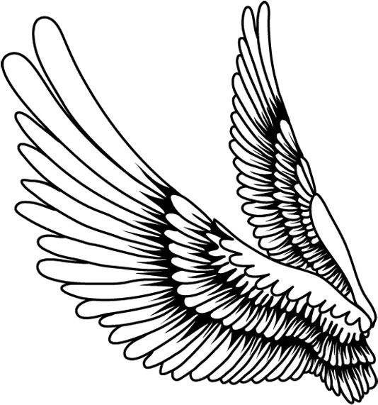 Bird Wings Png Images Free Transparent Bird Feather Art Drawing Bird Wings Png png