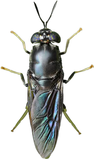 Sfly Producer Of Chitin Chitosan Black Soldier Fly Black Soldier Fly Transparent Png Flies Png