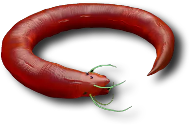 Flaen Worm Cervelat Png Worm Png