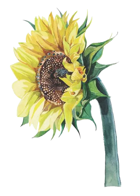 Small Sunflower Png