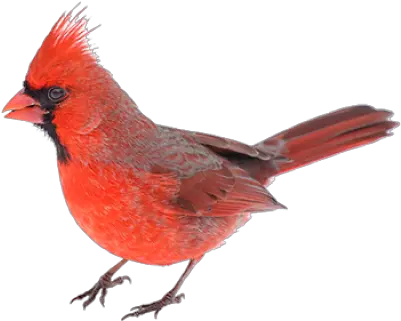 Download Free Png Red Bird Northern Cardinal Red Bird Png