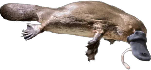 Platypus Eating A Worm Transparent Png Platypus Png Platypus Png