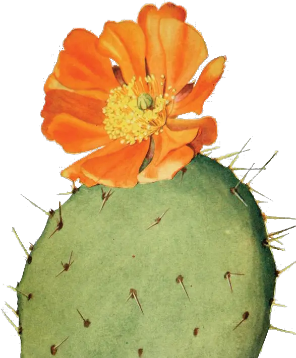 Digital Collaging U2014 Portfolio Of Aaron Matsuda Botanical Illustration Cactus Flower Png Cactus Png