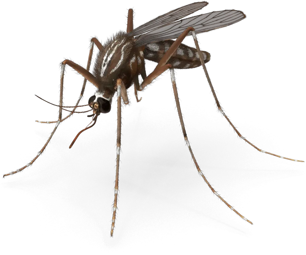 Mosquito Pest Control Royalty Mosquito Animated Png Mosquito Transparent Background