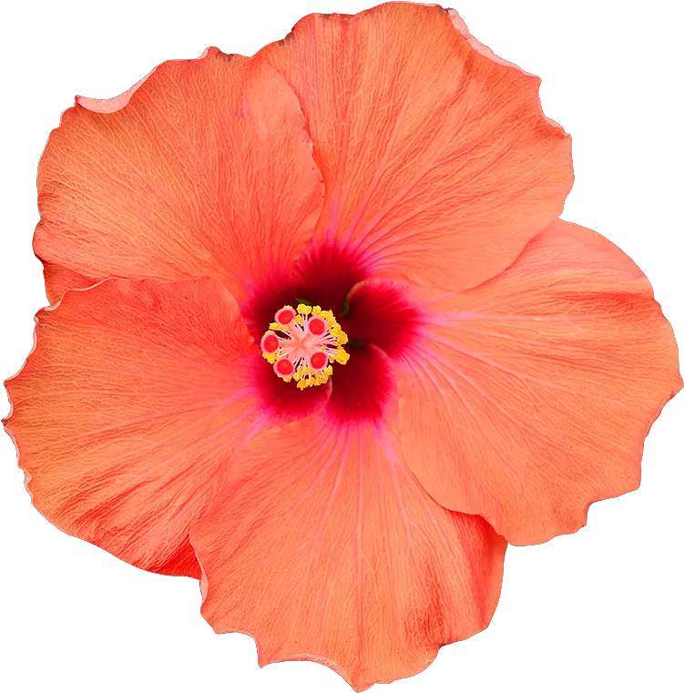 Fleur Hibiscus Png 3 Image Fleurs Png Fond Transparent Hibiscus Png