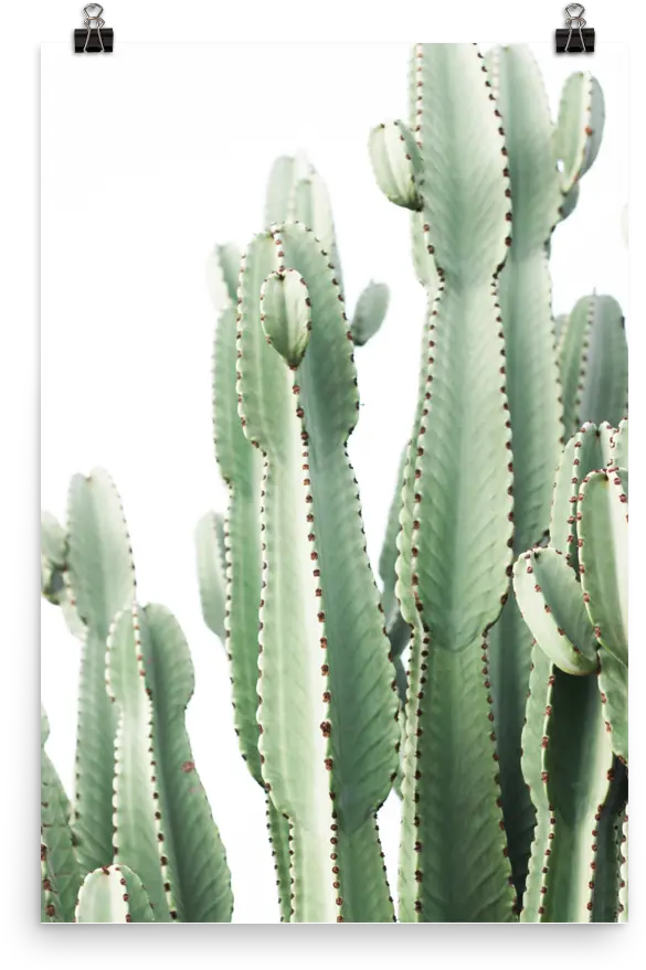 Download Pastel Desert Cactus Full Size Png Image Pngkit Cactus Cactus Png