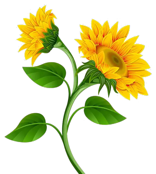 Pvz Sunflower Png