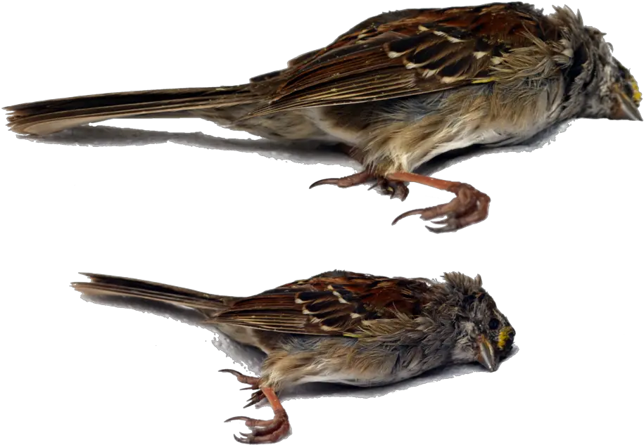 Dead Bird Png Hd Dead Bird Png Bird Png Transparent png