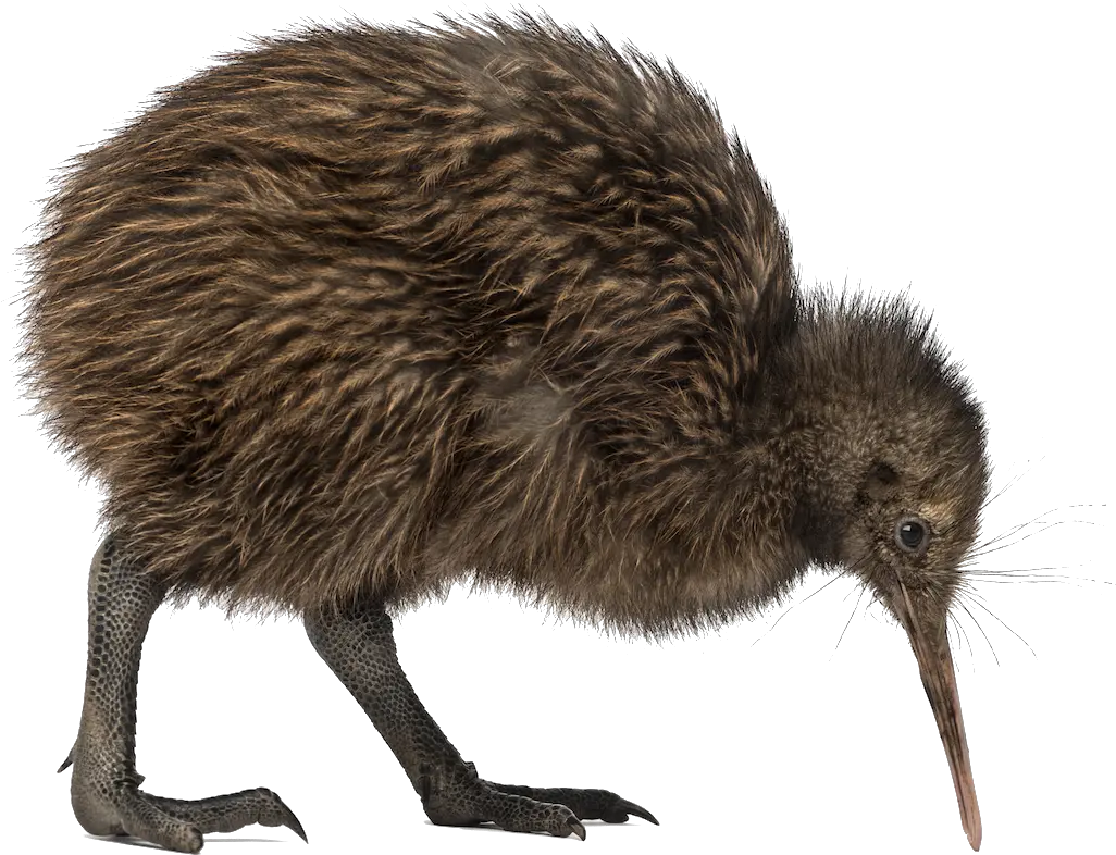 Kiwi Bird Kiwi Bird Png Bird Png Transparent png
