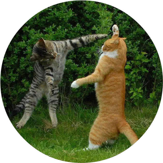 39365 Cats Two Fighting Air Hug Full Size Png Cats Hate Each Other Hug Png