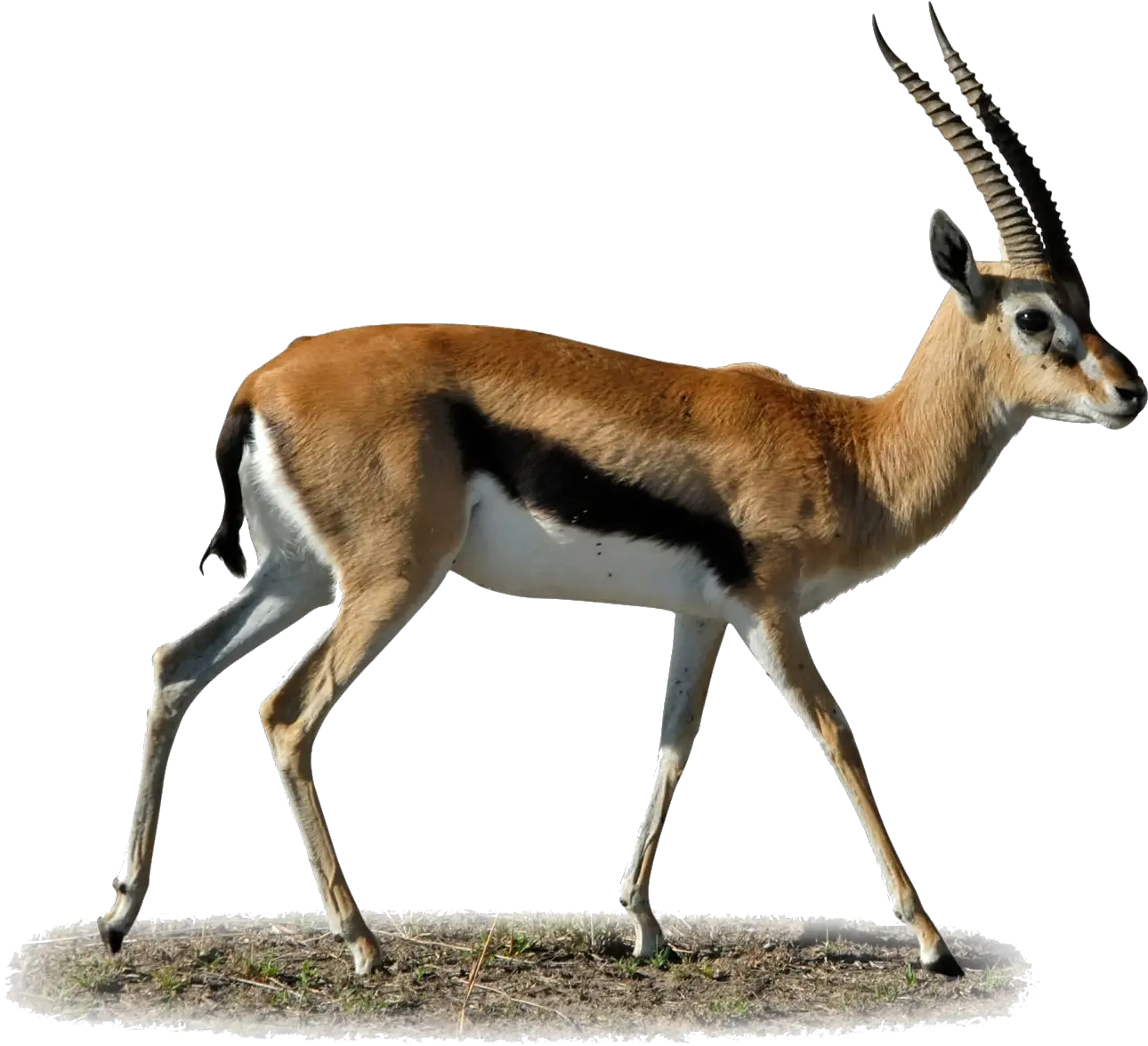 Head Clipart Gazelle Transparent Free For Antelope Png Deer Skull Png