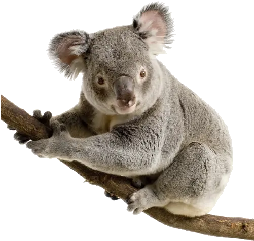 Png Koala Koala Png Koala Transparent