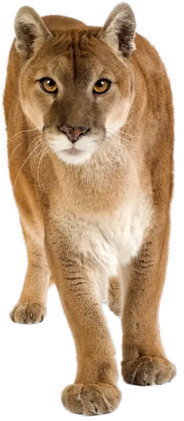 Puma Evolution Of House Cat Png Puma Png