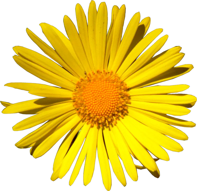 Yellow Daisy Png Go To Image Srecan Rodjendan Drugarice Marguerite Daisy Daisy Png