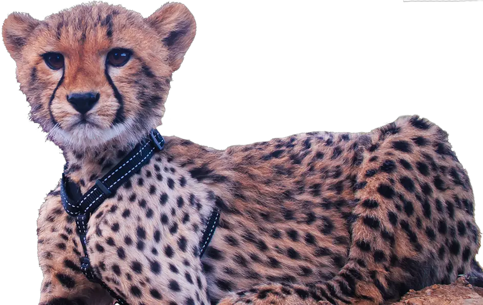 Download Image Cheetah Cub Cheetah Png Image With No Cheetah Cub Png Cheetah Png