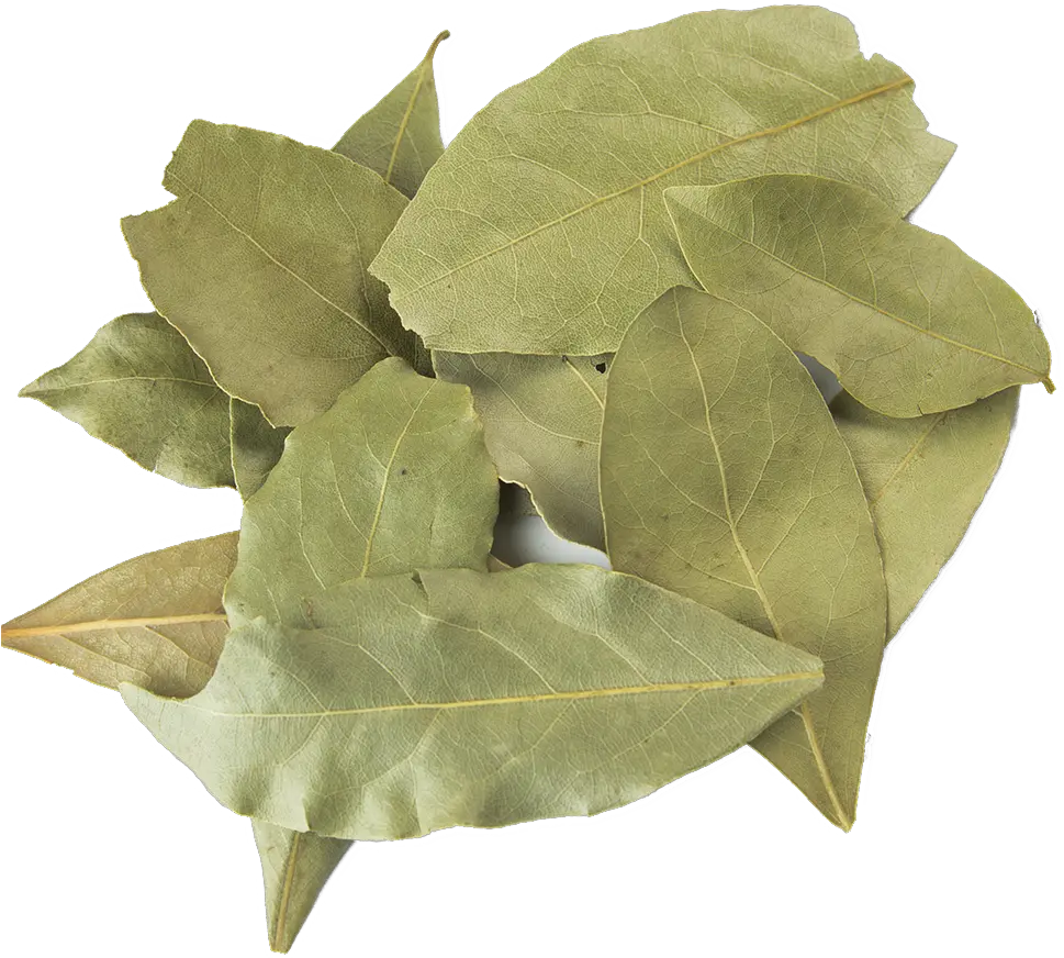 Laurel Leaves Png Bay Leaf Png Laurel Leaves Png