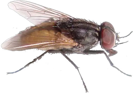 Download Fly Png File House Fly Fly Png