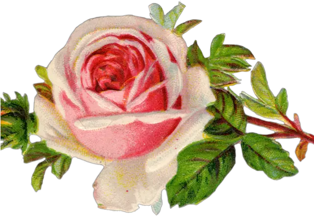 Flowers Borders Clipart Vintage Flower Tea Party Rose Clip Art Png Roses Border Png