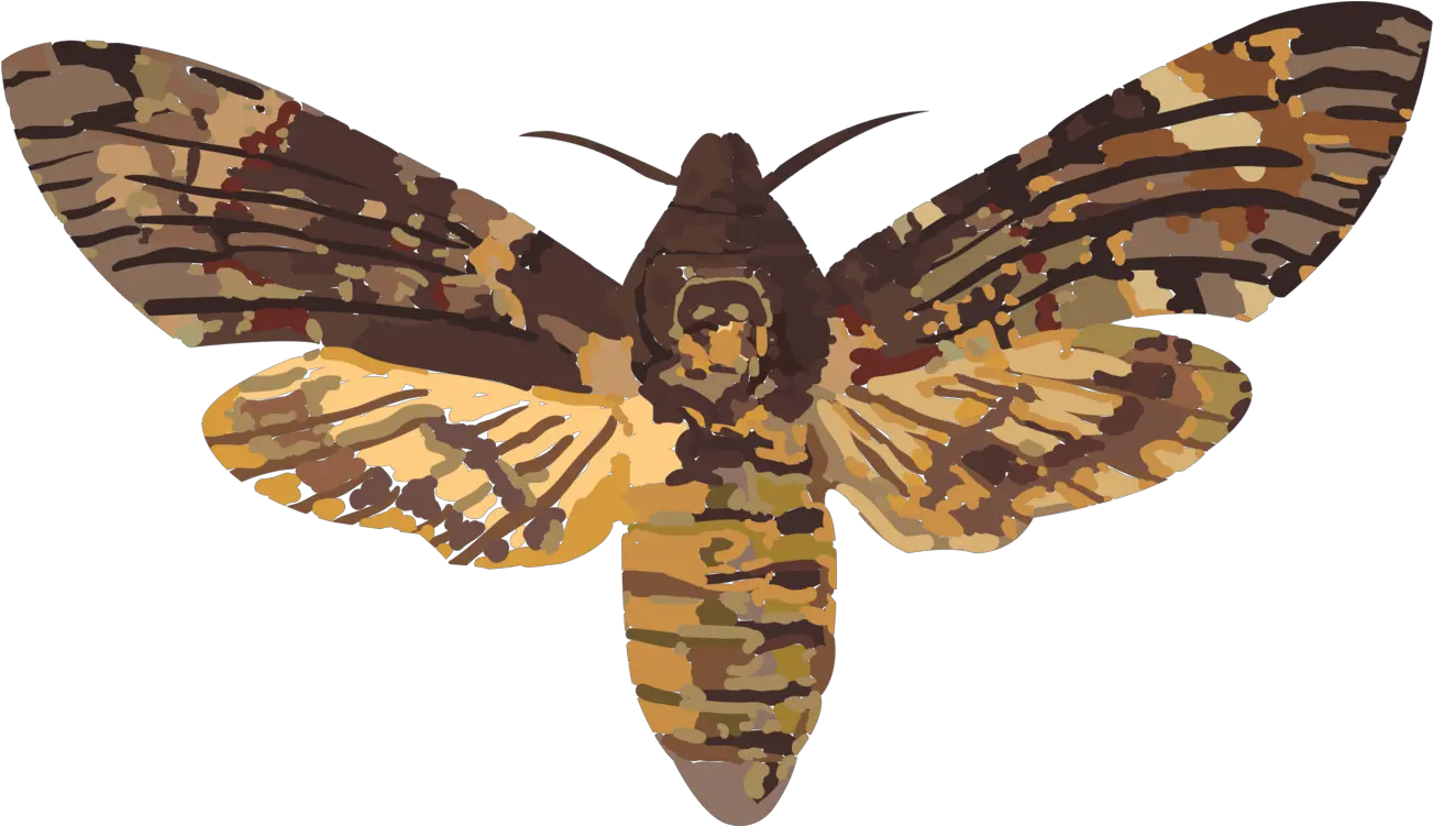 Head Hawkmoth Hawk Moths Elephant Scientific Illustration Death Hawk Moth Png Moth Png