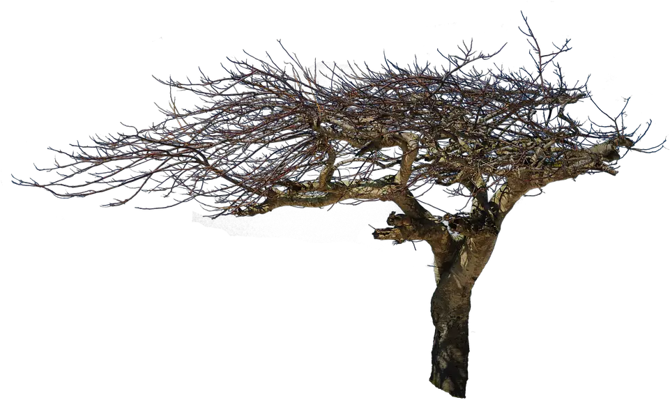 Isolated Tree Natural Wood Creepy Tree In Png Creepy Tree Png