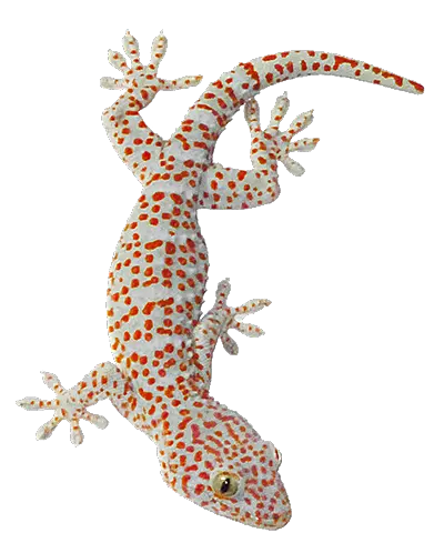 Download Hd Tokay Gecko Lizard Animals Of Southeast Asia Gecko Tokay Png Lizard Transparent Background