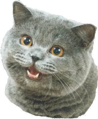 Happy Cat Cat Happy Transparent Background Png Cat Face Transparent