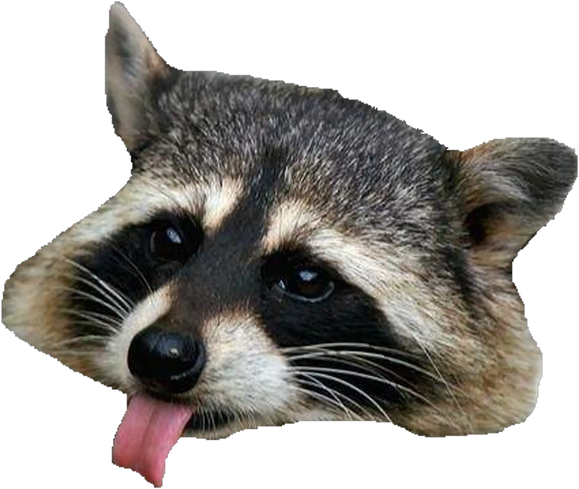 Free Transparent Raccoon Png Download Raccoon Head No Background Racoon Icon