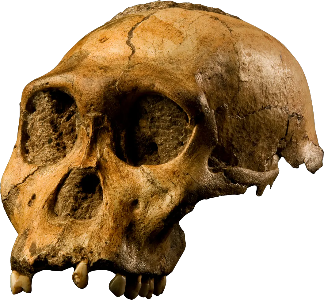 Fileaustralopithecus Sediba Transparent Backgroundpng Australopithecus Sediba Bone Transparent Background