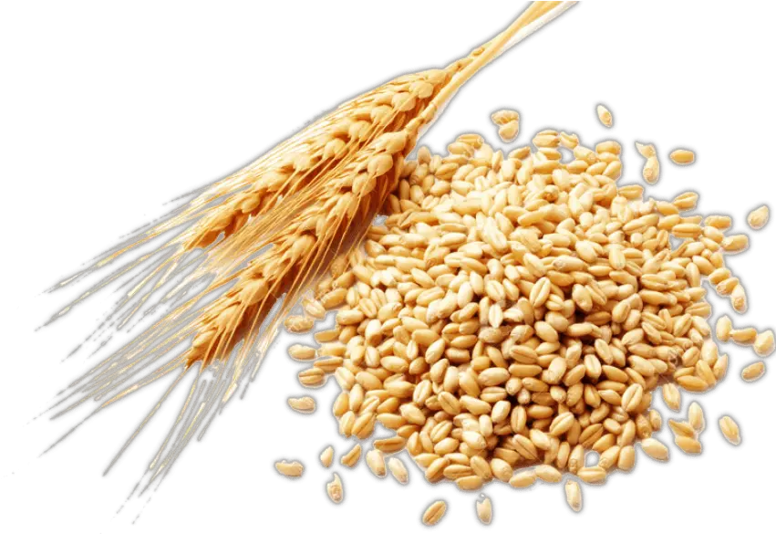 Plant Crops Produce Wheat Grain Sticker Grain Wheat Transparent Png Crops Png
