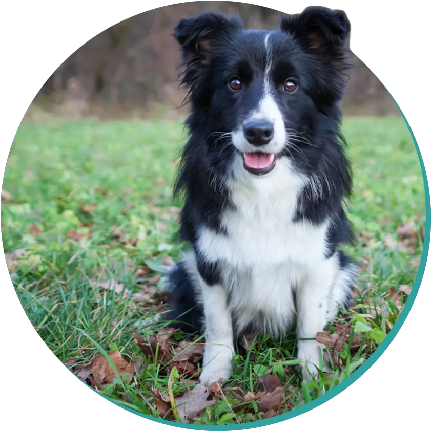 Border Collie Doggos Border Collie Puppy Png Border Collie Png png