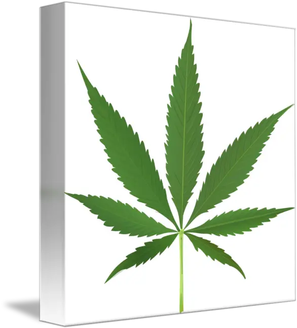 Cannabis Leaf Vector By Laschon Robert Paul Transparent Background Cannabis Leaf Png Leaf Vector Png png