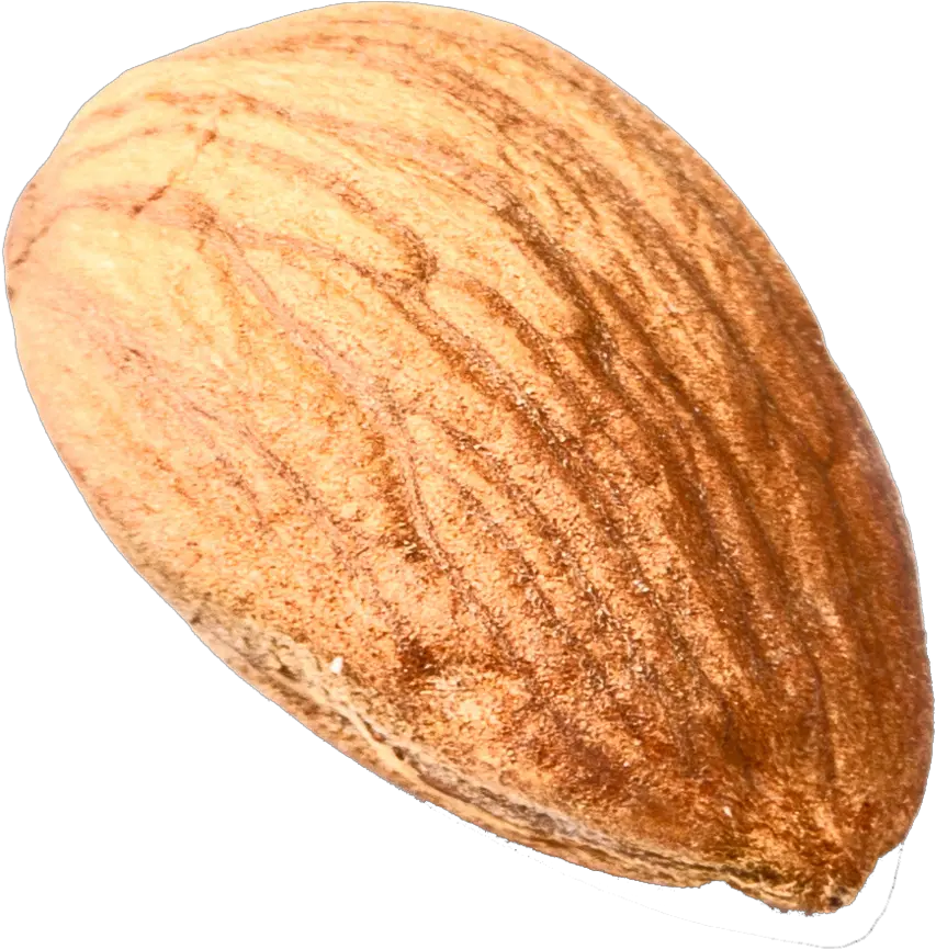 Nut Png Download Image Nut Transparent Background Nut Png