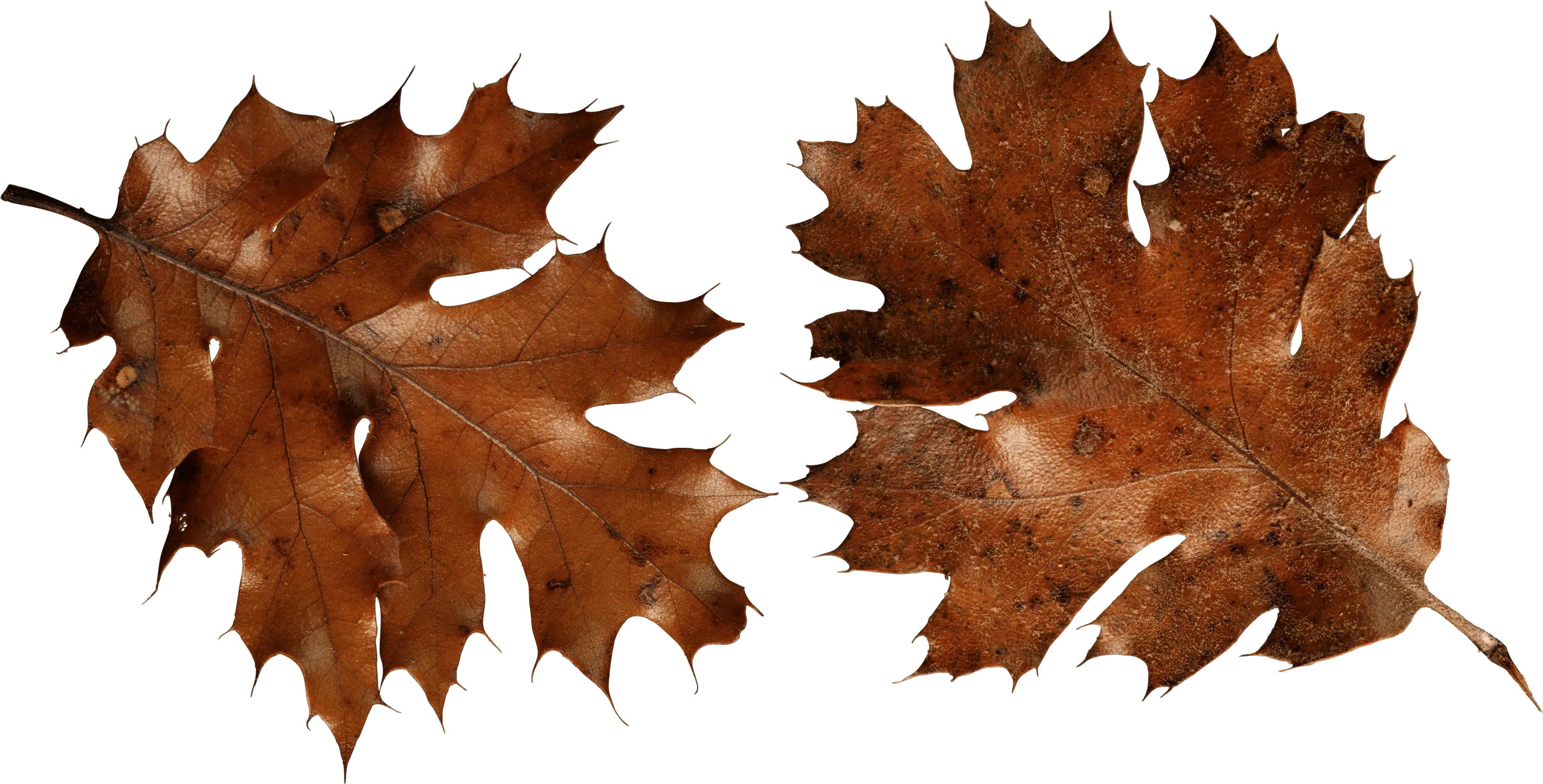 Download Autumn Png Leaf Hq Image Brown Autumn Leaf Png Autumn Leaves Png