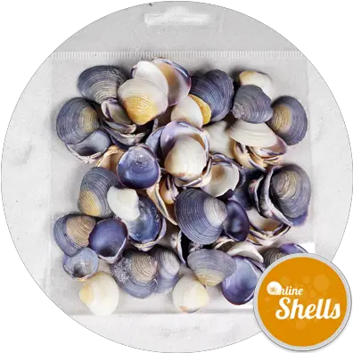 Art U0026 Craft Pack Violet Clam Shells Cay Cay Online Cockle Png Clam Png