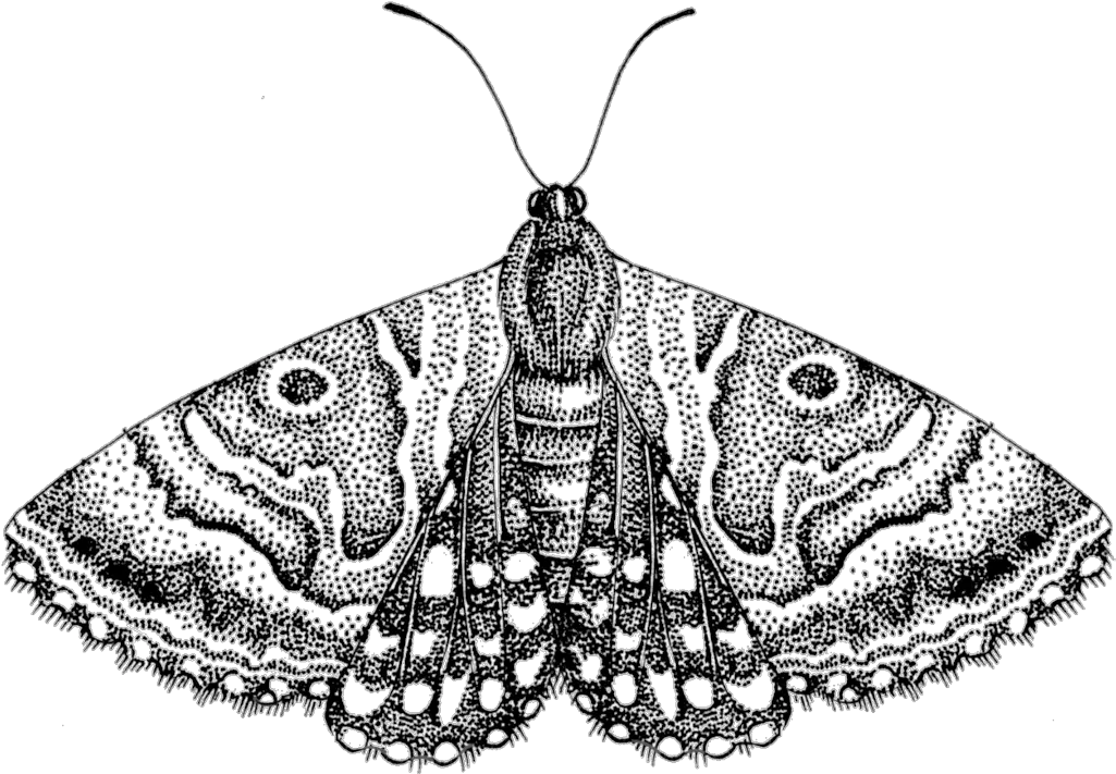 Moth Png Free Download Transparent Moth Png Moth Png