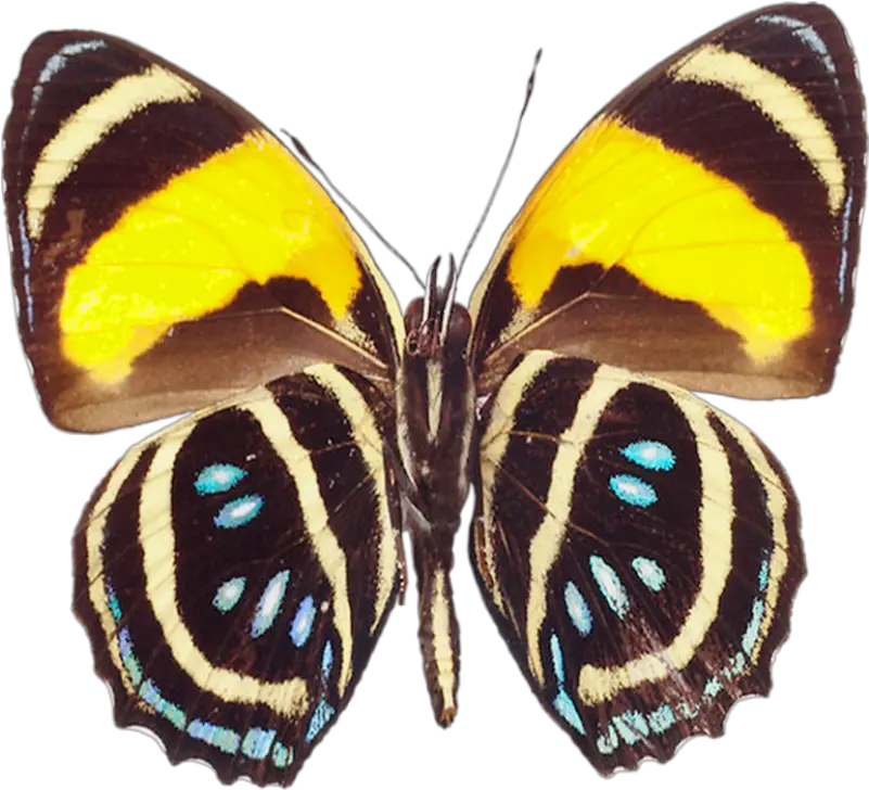 Download Large Brown Png Transparent Butterfly Clipart Butterfly Real Clipart Butterfly Clipart Transparent Background png