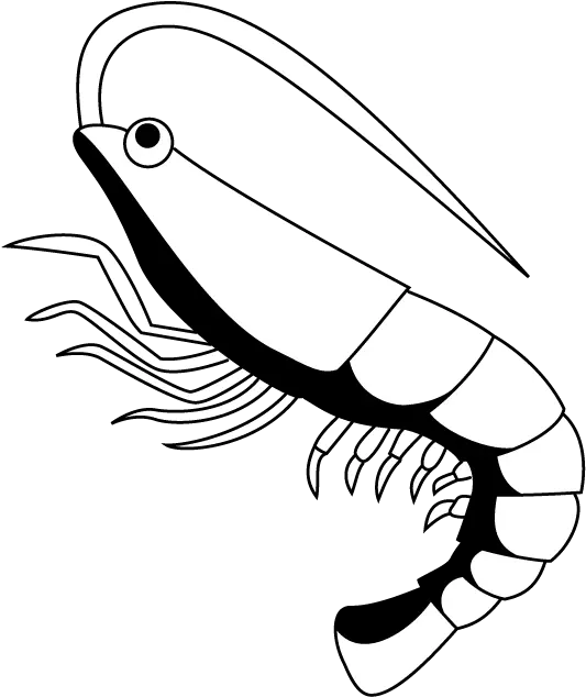 Free Shrimp Clipart Black And White Download Shrimp Black And White Png Shrimp Icon Png