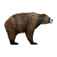 Bear Png 14