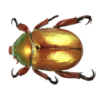 Beetle Free Png Image