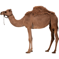 Camel Png 7