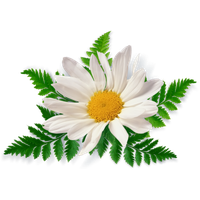 Camomile Free Download Png
