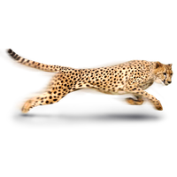 Cheetah Png Image