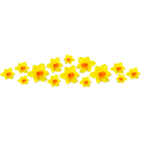 Daffodils Png Image
