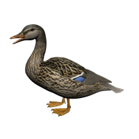 Duck Png 8
