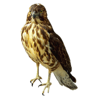 Falcon Transparent