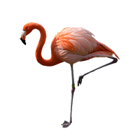 Flamingo Png Pic