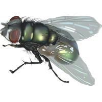 Fly Png 5